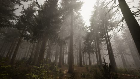 Sonnenstrahlen-Im-Natürlichen-Fichtenwald